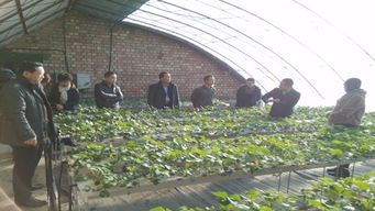 科技特派员下沉服务 十二师农科所深入团场指导设施草莓种植技术