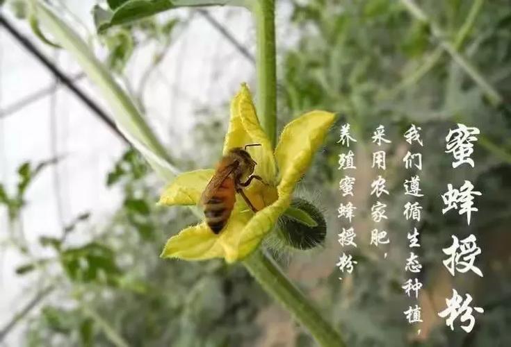 北京蜜蜂原生态农业科技产品介绍:蜜蜂袖珍西瓜