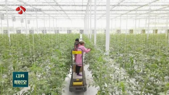 江苏:科技"春雨"润大地 特色农业显生机