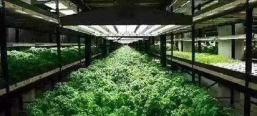 新模式|未来5年新农业十大发展趋势,不可错过的高科技现代化农场!